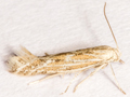 Ptocheuusa paupella